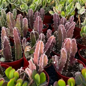 Starfish Flower Cactus Live Succulent Plant - Giant Zulu, Giant Toad in 2-4 inch Pot - Image 3