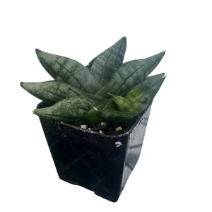 Starfish Snake Plant - Sansevieria boncellensis Live Plant - 2
