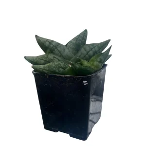 Starfish Snake Plant - Sansevieria boncellensis Live Plant - 2