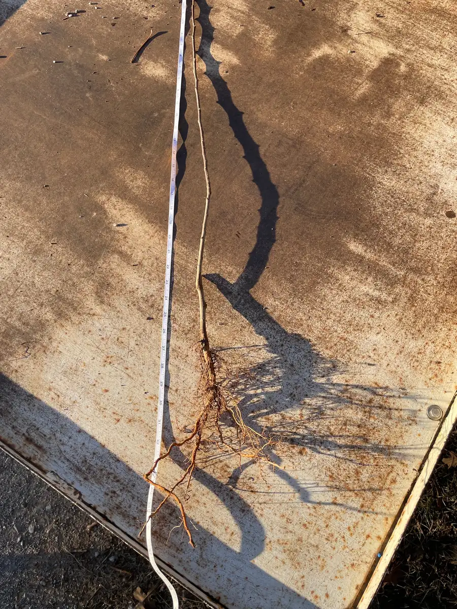 Stayman Winesap Apple Tree Bareroot 2-3 ft Tall - Cold Hardy Fruit - Image 3