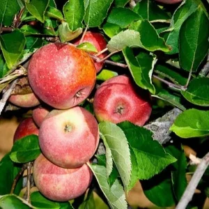 Stayman Winesap Apple Tree Bareroot 2-3 ft Tall - Cold Hardy Fruit - Image 1