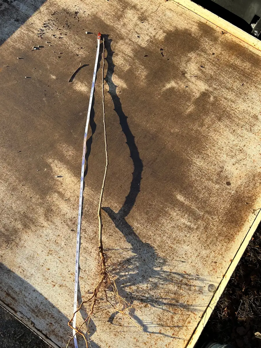 Stayman Winesap Apple Tree Bareroot 2-3 ft Tall - Cold Hardy Fruit - Image 5