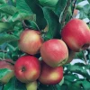 Stayman Winesap Apple Tree Live Plant – 1 Gallon Pot – Tart & Sweet Fruit - Image 1