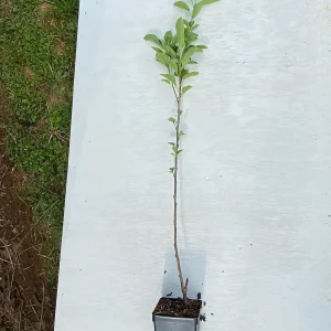 Stayman Winesap Apple Tree Live Plant – 2 ft Tall – Quart Pot – Zones 5-8 - Image 3