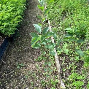 Stayman Winesap Apple Tree Live Plant – 2 ft Tall – Quart Pot – Zones 5-8 - Image 4