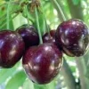 Stella Cherry Tree Live Plant - 2 Feet Tall - Self-Pollinating Fruit Tree for Outdoor Gardens - Ships in 3 Gallon Pot - Image 1