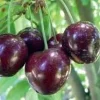 Stella Cherry Tree Live Plant – 3 to 4 Feet Tall – 3 Gallon Pot – Self-Fertile - Image 1