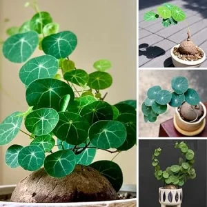 Stephania Cephalantha Bulb – Rare Caudex Succulent Plant, 3-3.5 Inches, Indoor - Image 5