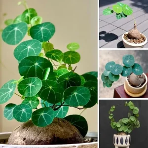 Stephania Cephalantha Bulb – Rare Caudex Succulent Plant, 3-3.5 Inches, Indoor - Image 6