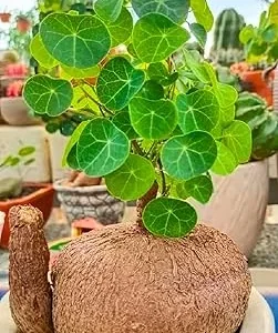 Stephania Cephalantha Caudex Bulb - Live Succulent Plant, M Size 2.5-3