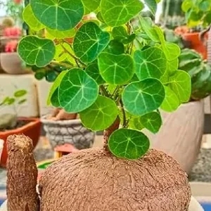 Stephania Cephalantha Caudex Bulb - Live Succulent Plant, M Size 2.5-3