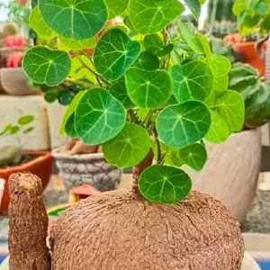 Stephania Cephalantha Caudex Bulb - Live Succulent Plant, M Size 2.5-3