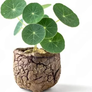 Stephania Cephalantha Plant Bulb - 2.5-3 inch Sprouted Caudex Succulent for Indoors - Image 2