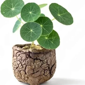 Stephania Cephalantha Plant Bulb - 2.5-3 inch Sprouted Caudex Succulent for Indoors - Image 1