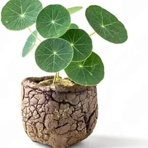 Stephania Cephalantha Plant Bulb - 2.5-3 inch Sprouted Caudex Succulent for Indoors - Image 6