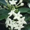 Stephanotis Floribunda Live Plant 6" Pot - Madagascar Jasmine Vine Indoor/Outdoor - Image 1