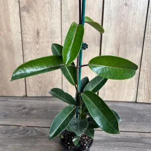Stephanotis Floribunda Live Plant 6
