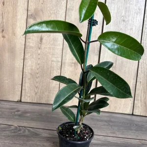 Stephanotis Floribunda Live Plant 6