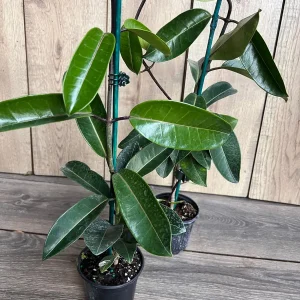 Stephanotis Floribunda Live Plant 6