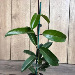 Stephanotis Floribunda Live Plant 6