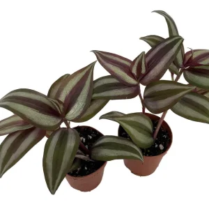Sterling Silver Tradescantia Live Plant – 2 Plants – 2 inch Pots – Purple & Silver Foliage - Image 1