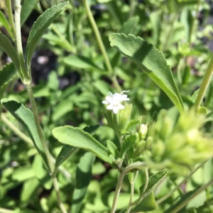 Stevia crenata Live Plant - Sweet Leaf Herb Perennial 4 inch Pot - Image 2