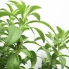 Stevia Live Plant – Sweet Leaf Sugar Plant – 3.5 inch Pot – Culinary Herb - Image 1