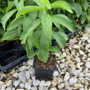 Stevia Live Plant – Sweet Leaf Sugar Plant – 3.5 inch Pot – Culinary Herb - Image 2