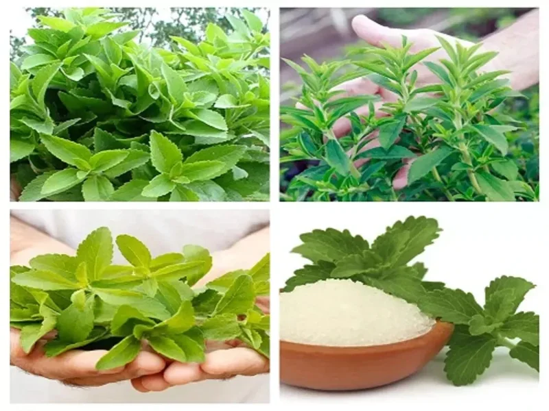 Stevia Rebaudiana Seeds - 400+ Organic Non-GMO Natural Sweetener Herb Seeds (0.5g) Perennial Indoor/Outdoor Easy Grow - Image 2