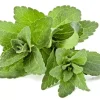 Stevia rebaudiana Seeds - Organic Natural Sweetener Sugar Substitute - 50 Seeds - Image 1