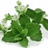 Stevia Rebaudiana Seeds - Organic Sugar Substitute - Natural Sweetener - 100 Seeds - Image 1