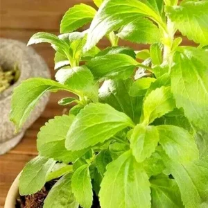 Stevia Seeds - Sweet Herb Sugar Substitute Plant Seeds - 15 Seeds - Image 1