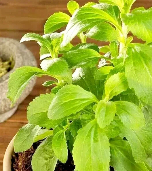Stevia Seeds - Sweet Herb Sugar Substitute Plant Seeds - 15 Seeds - Image 1