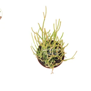 Sticks on Fire Live Plant – Euphorbia tirucalli – 6 inch Pot – Indoor/Outdoor Succulent - Image 2