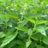Stinging Nettle Bare Root Plants - Urtica dioica Live Herb for Planting, USDA Zones 4-10 - Image 1