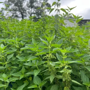 Stinging Nettle Bare Root Plants - Urtica dioica Live Herb for Planting, USDA Zones 4-10 - Image 4