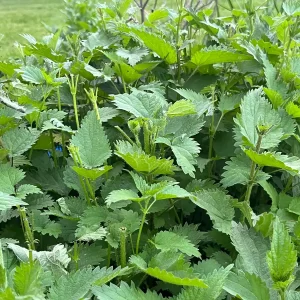 Stinging Nettle Bare Root Plants - Urtica dioica Live Herb for Planting, USDA Zones 4-10 - Image 5