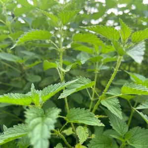 Stinging Nettle Bare Root Plants - Urtica dioica Live Herb for Planting, USDA Zones 4-10 - Image 7