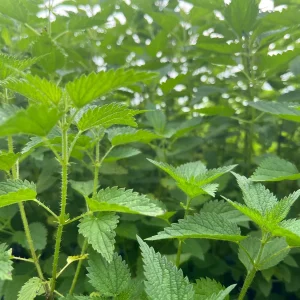 Stinging Nettle Bare Root Plants - Urtica dioica Live Herb for Planting, USDA Zones 4-10 - Image 8