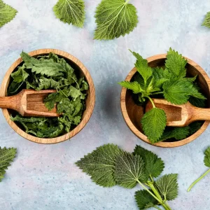 Stinging Nettle Bare Root Plants - Urtica dioica Live Herb for Planting, USDA Zones 4-10 - Image 9