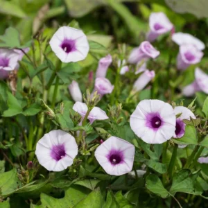 Stokes Purple Sweet Potato Cuttings - Organic Ipomoea batatas - Live Plant - Image 2