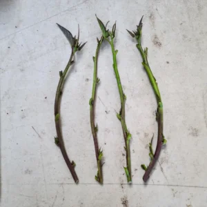 Stokes Purple Sweet Potato Cuttings - Organic Ipomoea batatas - Live Plant - Image 1