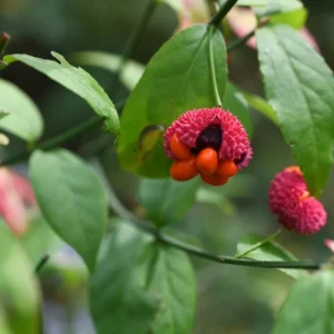 Strawberry Bush (Euonymus Americana) Live Plant – 4 inch Pot – Outdoor Shrub - Image 2