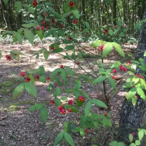 Strawberry Bush (Euonymus Americana) Live Plant – 4 inch Pot – Outdoor Shrub - Image 1