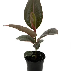 Strawberry & Cream Rubber Tree Live Plant - Ficus elastica - 4 inch Pot - Indoor - Image 2