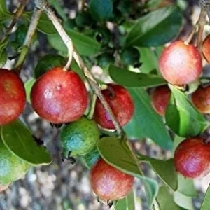 Strawberry Guava Live Plant – 2-3 Feet Tall – 3 Gallon Pot – Outdoor Fruit Shrub - Image 1