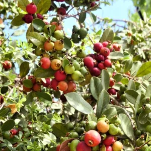 Strawberry Guava Live Plant - 4-6