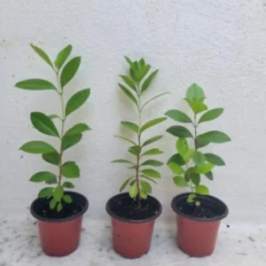 Strawberry Guava Live Plant - 4-6