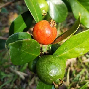 Strawberry Guava Live Plant – Half Gallon Pot – Edible Fruit Bush - Image 2