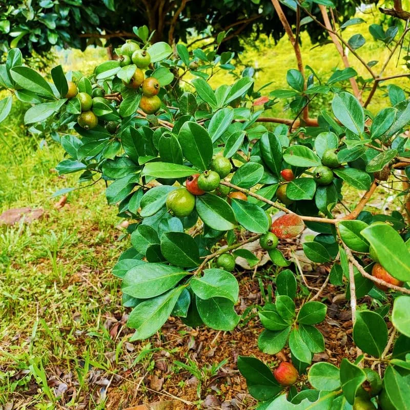 Strawberry Guava Live Plant – Half Gallon Pot – Edible Fruit Bush - Image 3